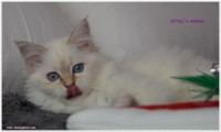 /album/fotogaleria%3a-ashima-de-catali%c2%b4s/ashima-17-jpg1/
